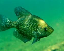 Black crappie