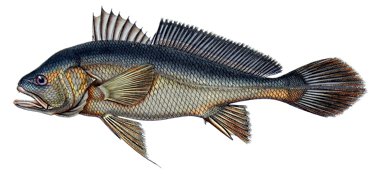 Black curbinata