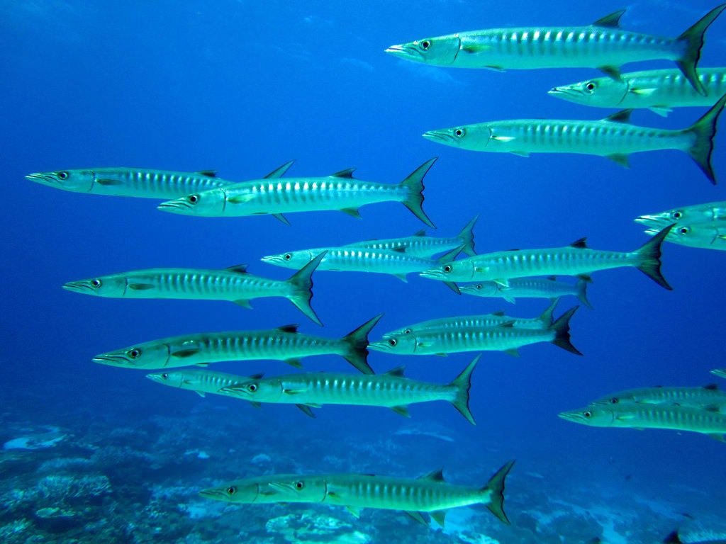 Blackfin barracuda