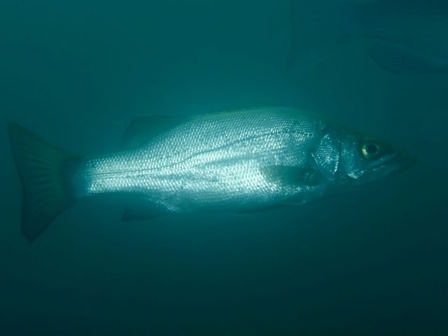 Blackfin seabass