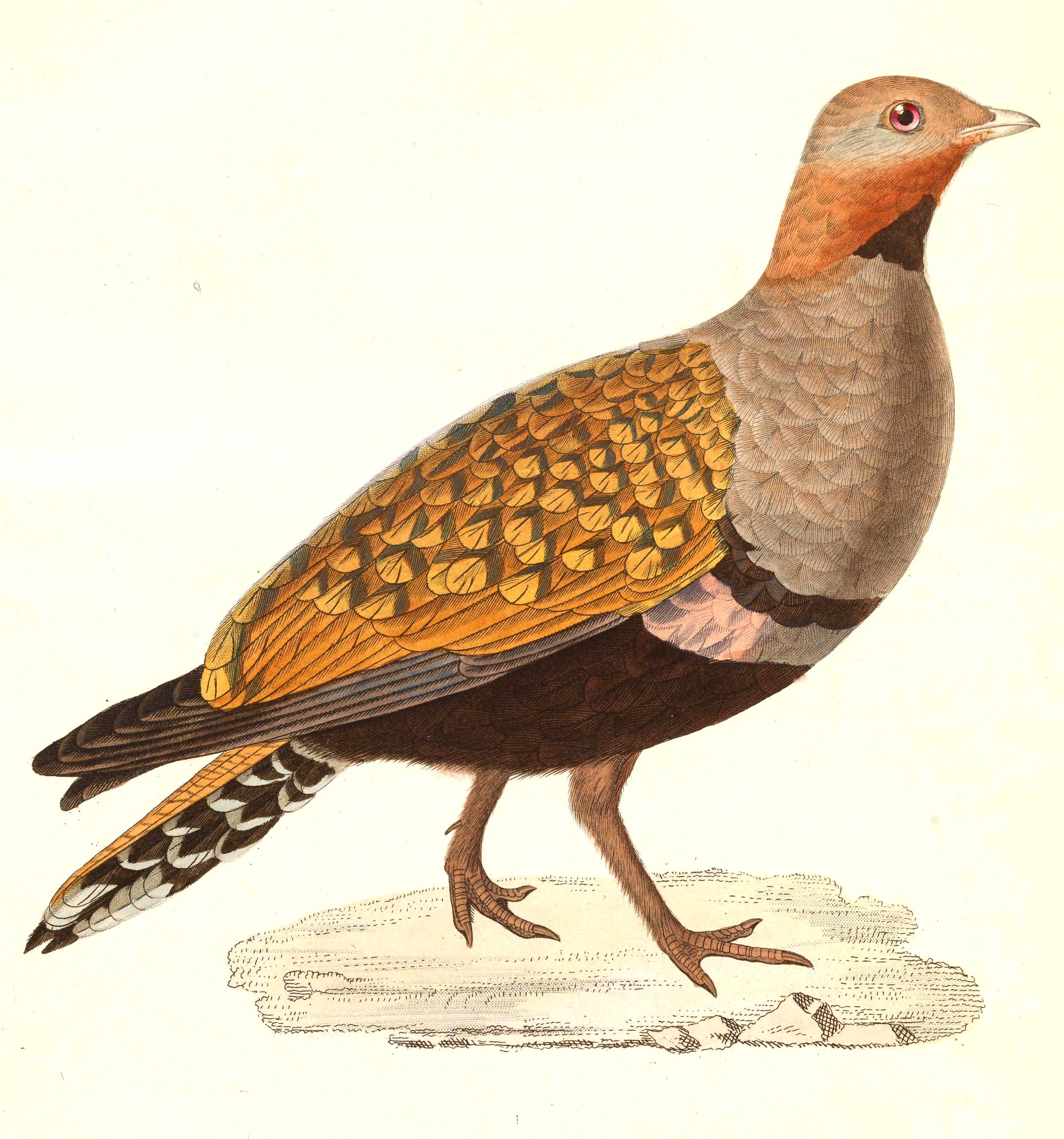 Black-bellied sandgrouse
