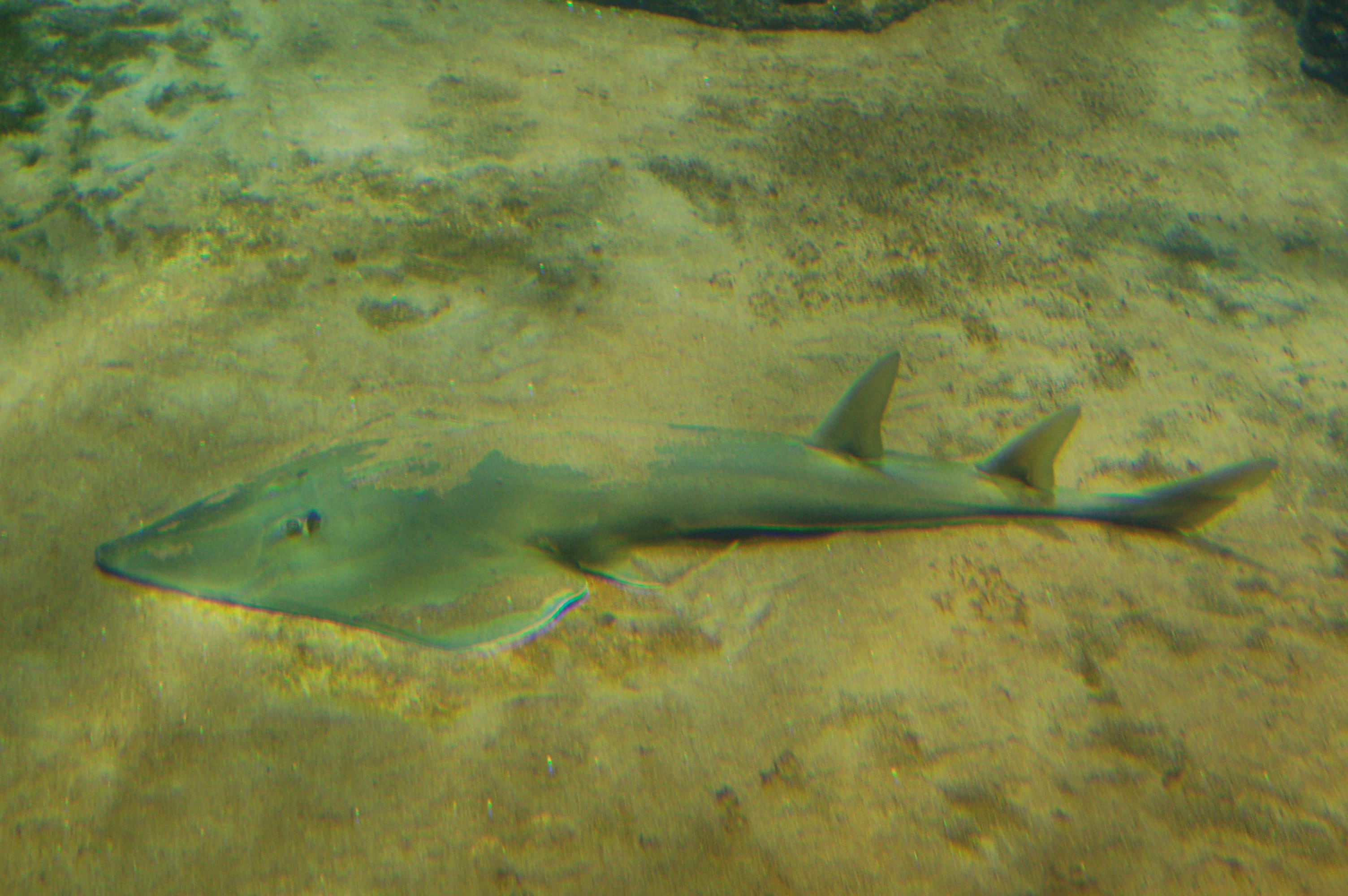 Blackchin guitarfish