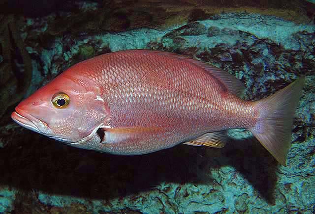 Blackfin snapper