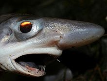 Blackmouth catshark