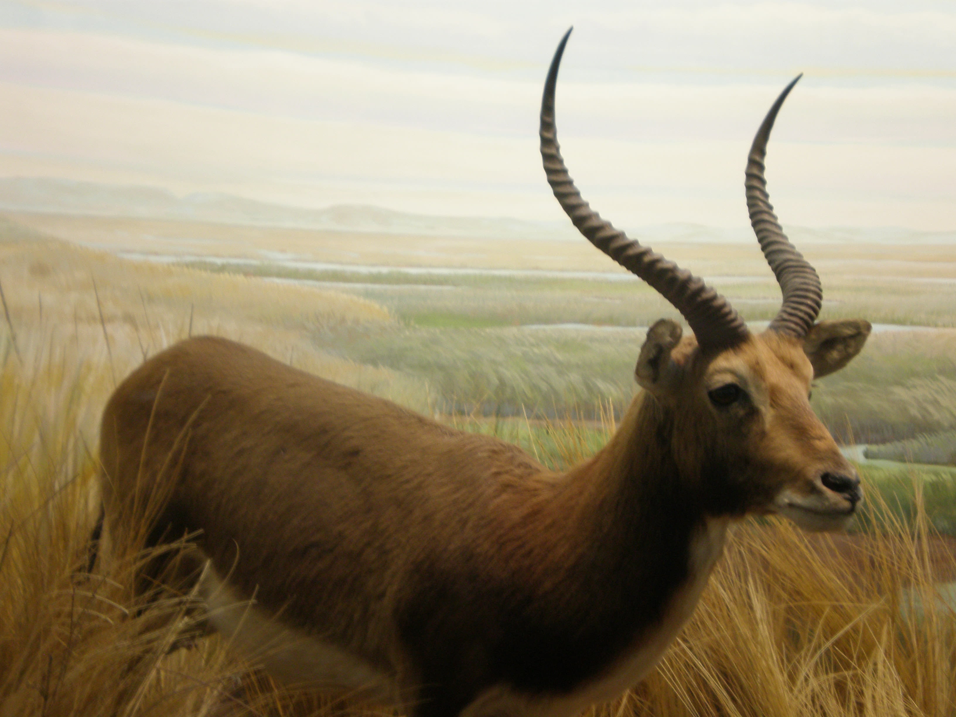 Black lechwe