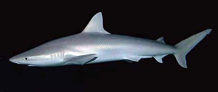 Blacknose shark
