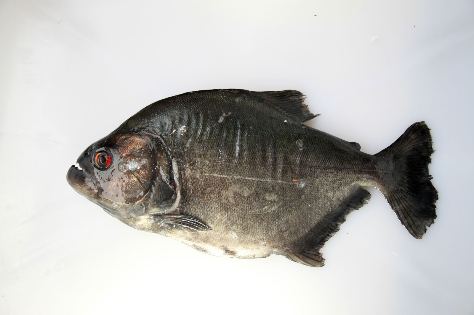 Black piranha