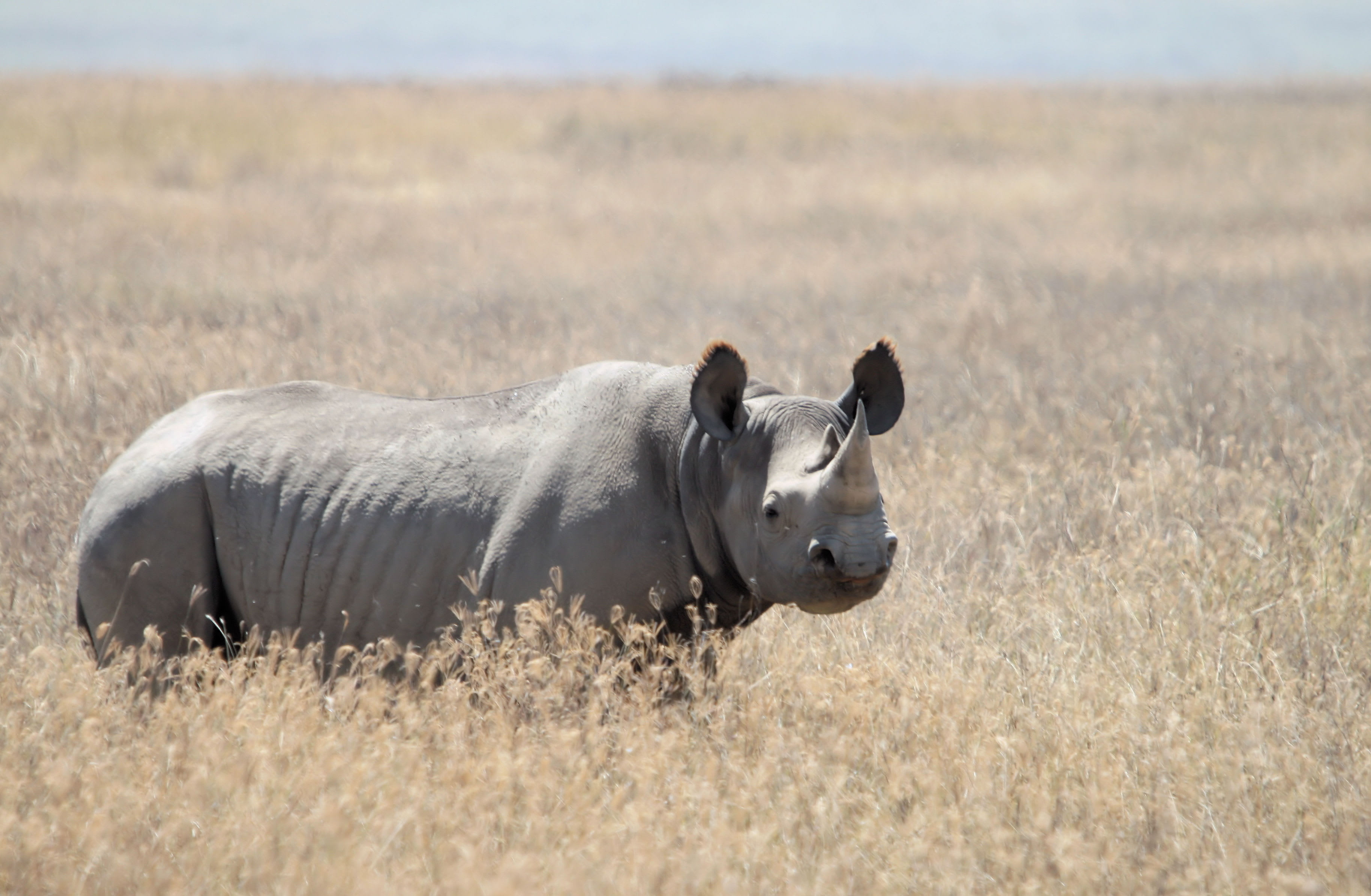 Black rhinoceros