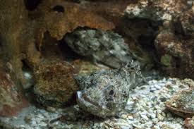 Black scorpionfish