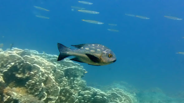 Black snapper