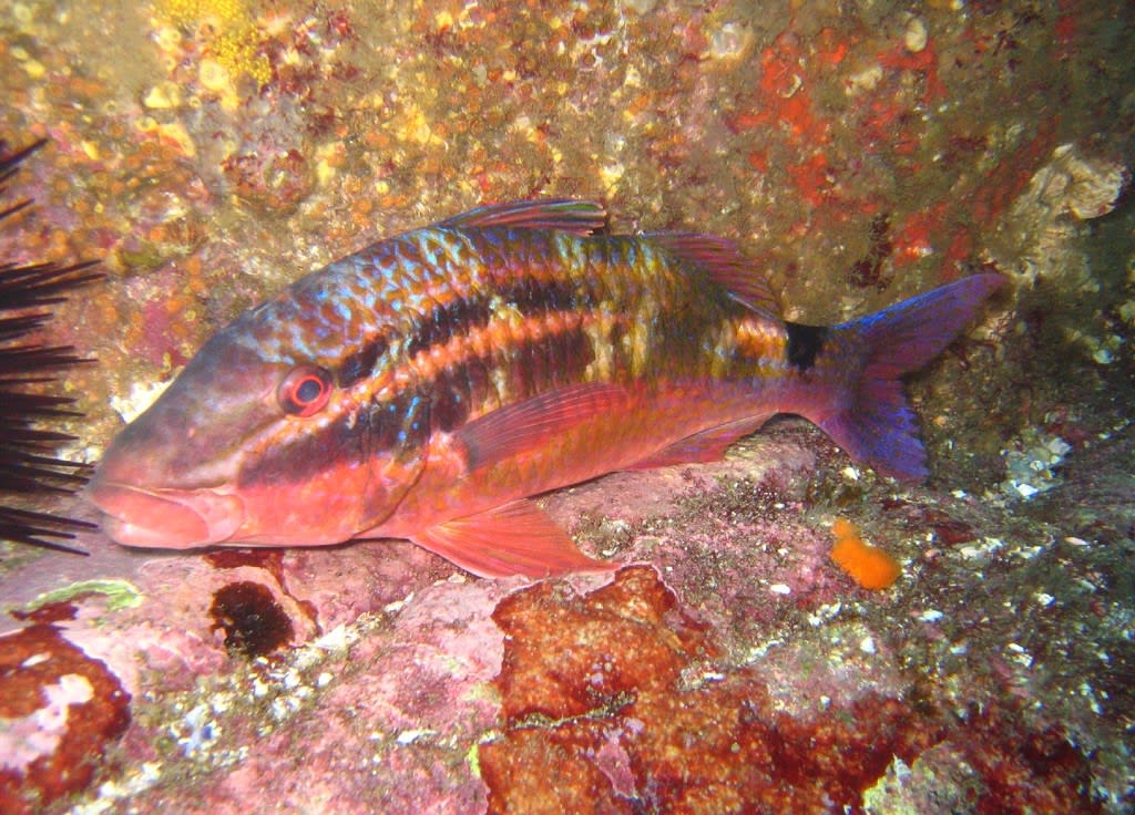 Black-spot goatfish