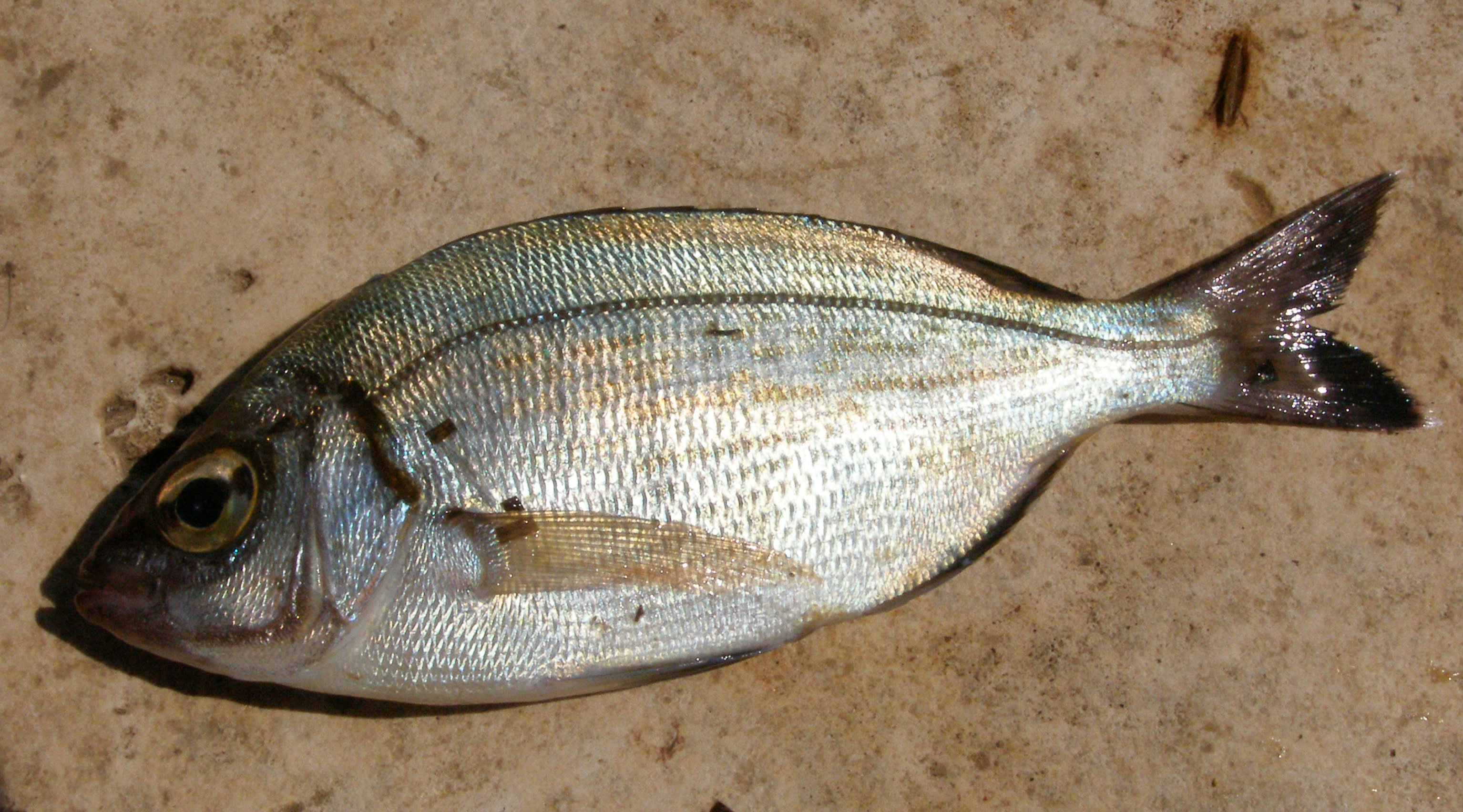 Black seabream