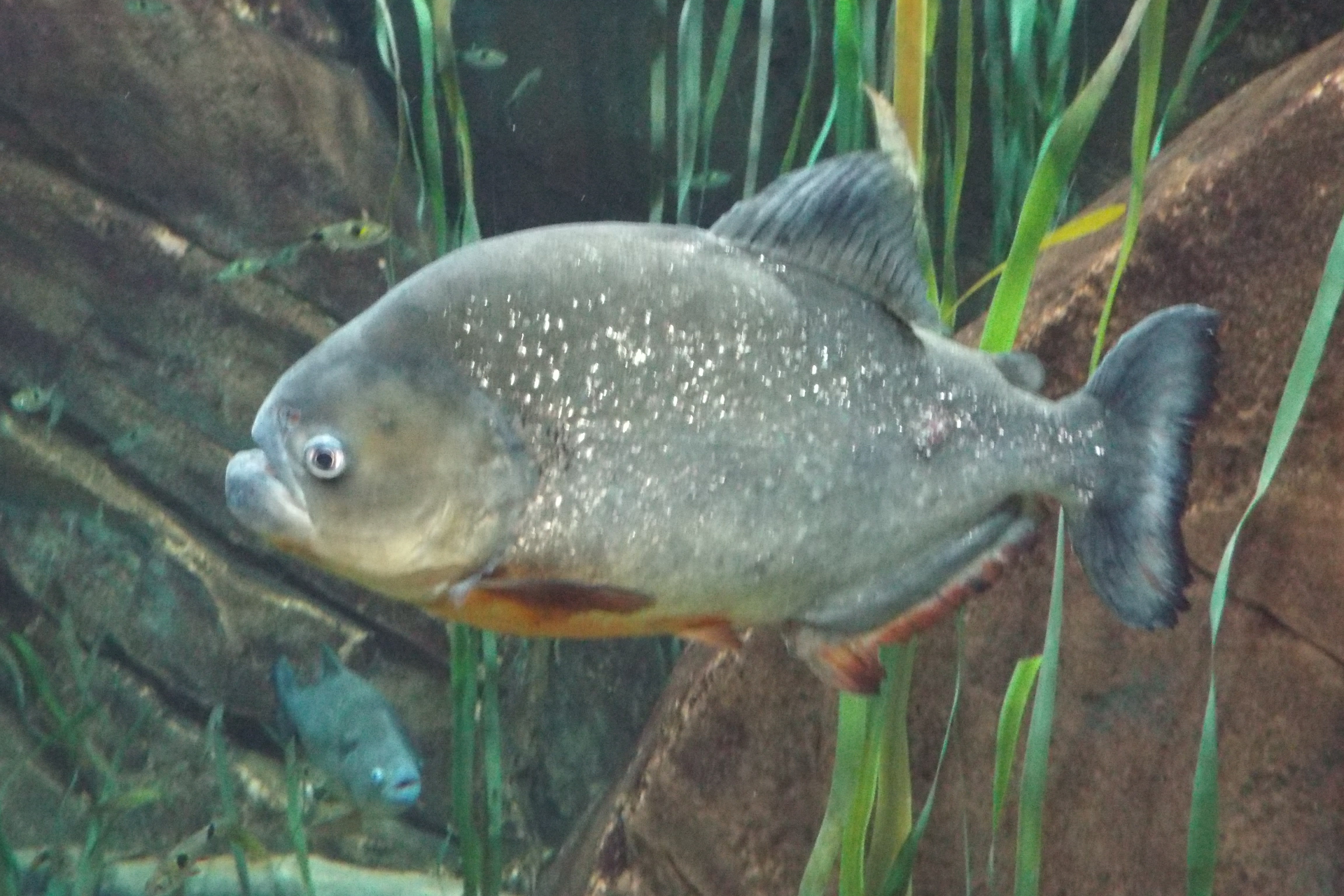 Black spot piranha