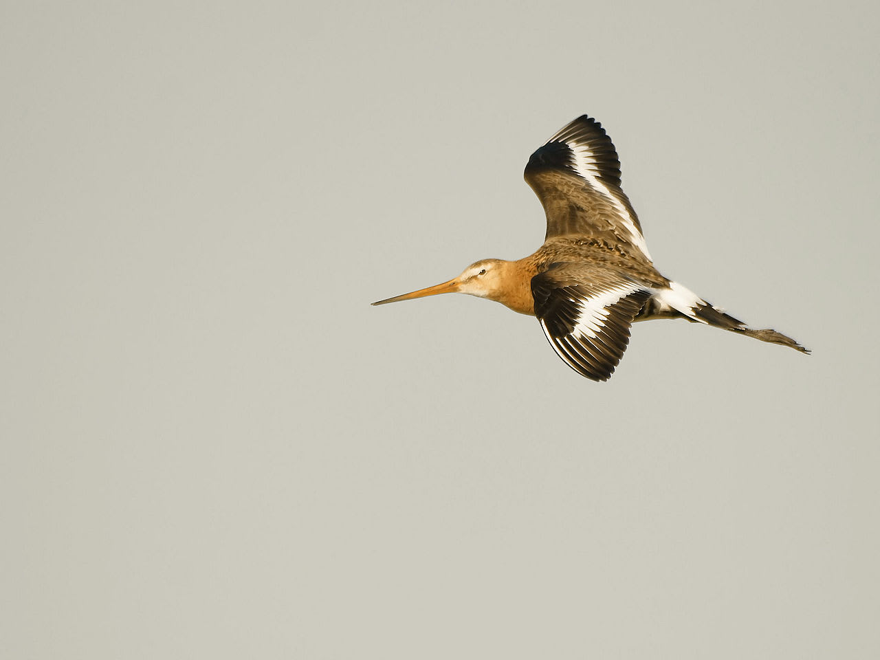 Black-tailed godwit