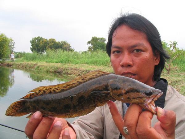 Blotched snakehead