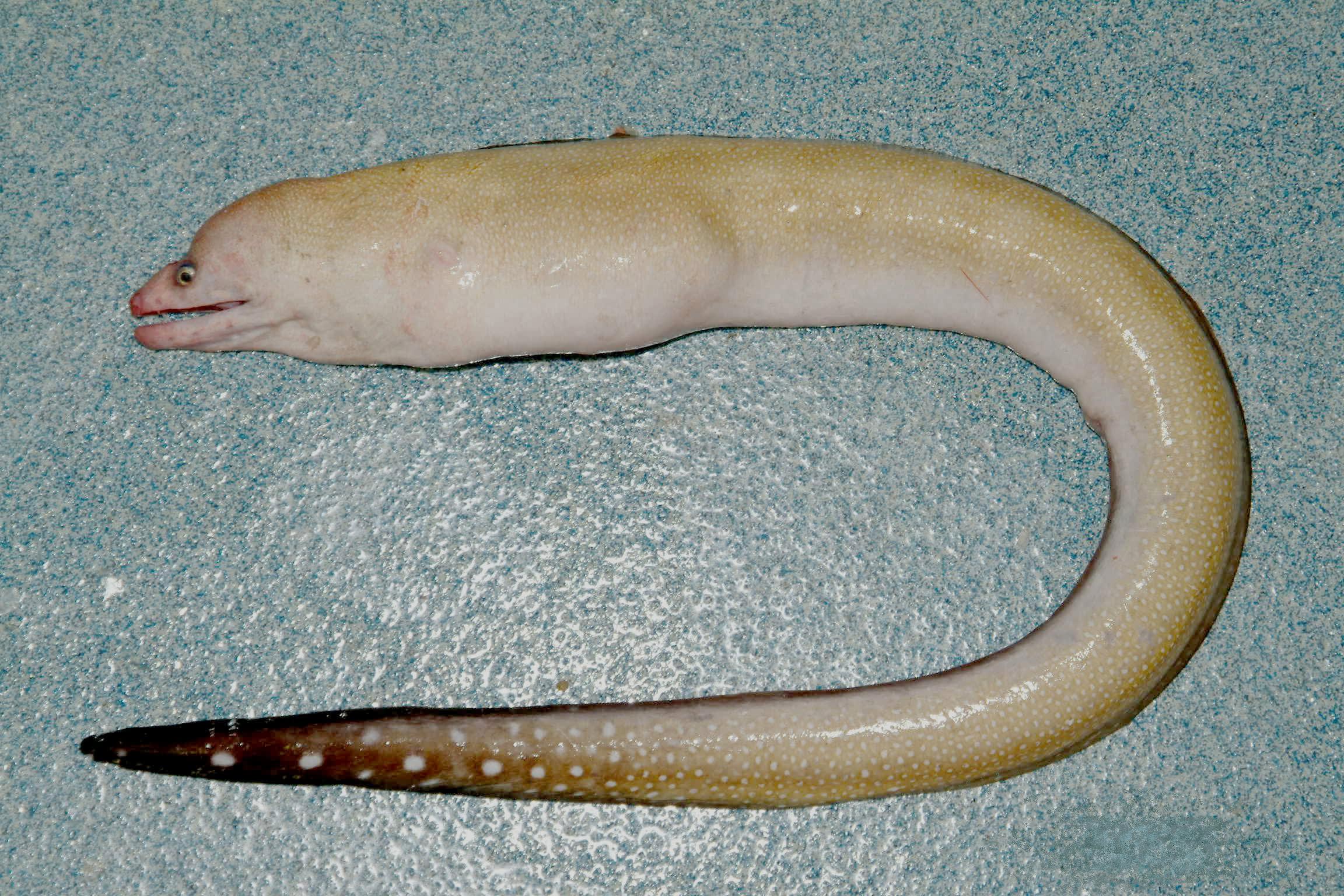 Blacktail moray