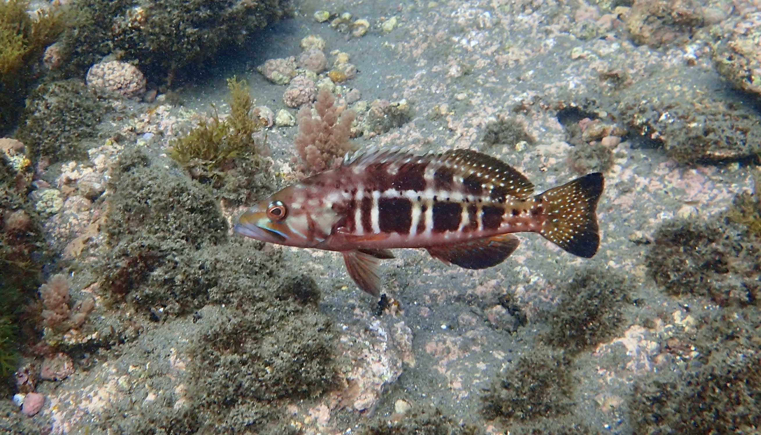 Blacktail serrana