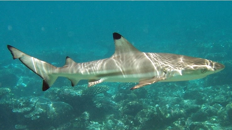 Blacktip reef shark