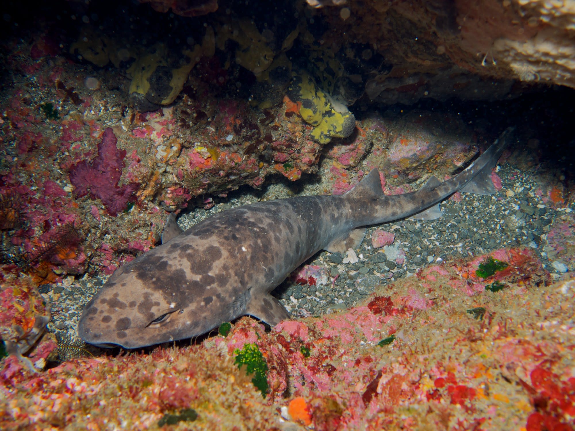 Blotchy swellshark