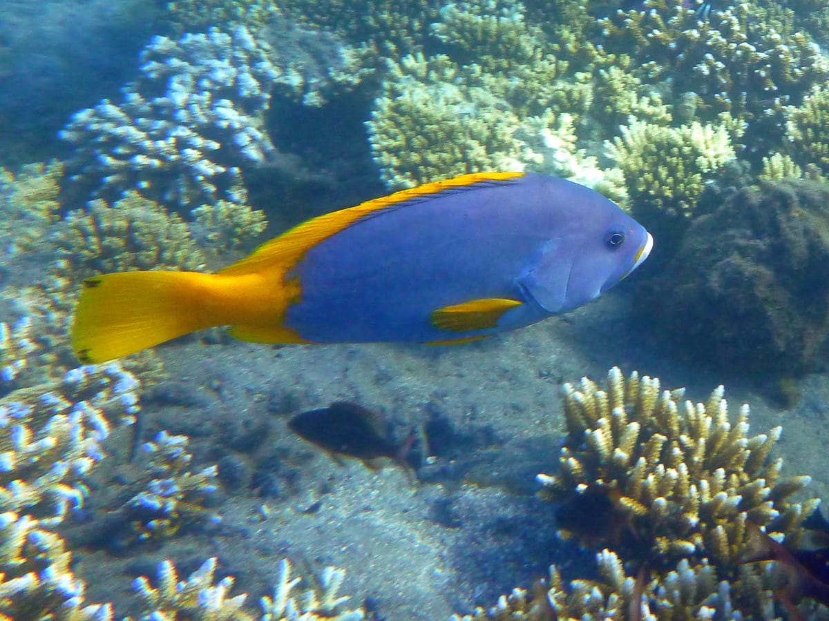 Blue-and-yellow grouper