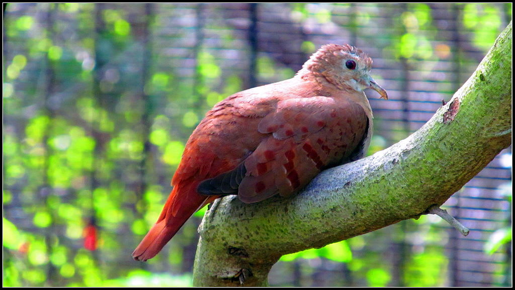 Blue ground dove