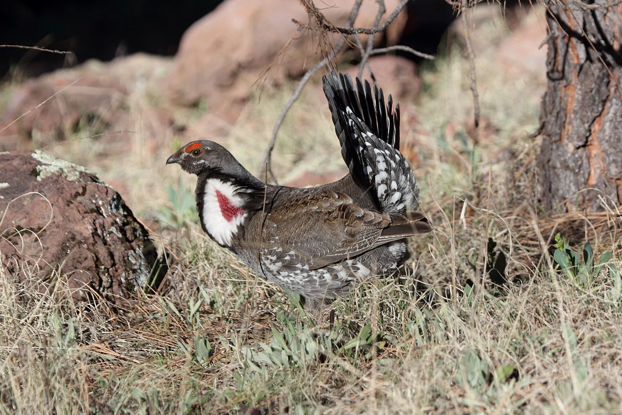 Blue grouse