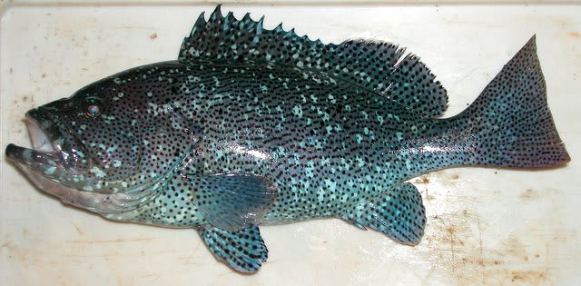 Blue speckled grouper
