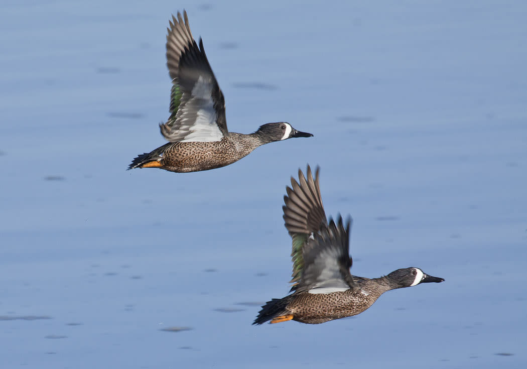Blue winged teal duck