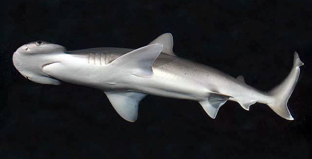 Bonnethead shark