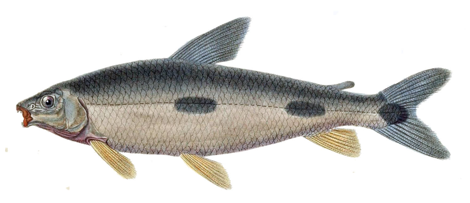 Boga