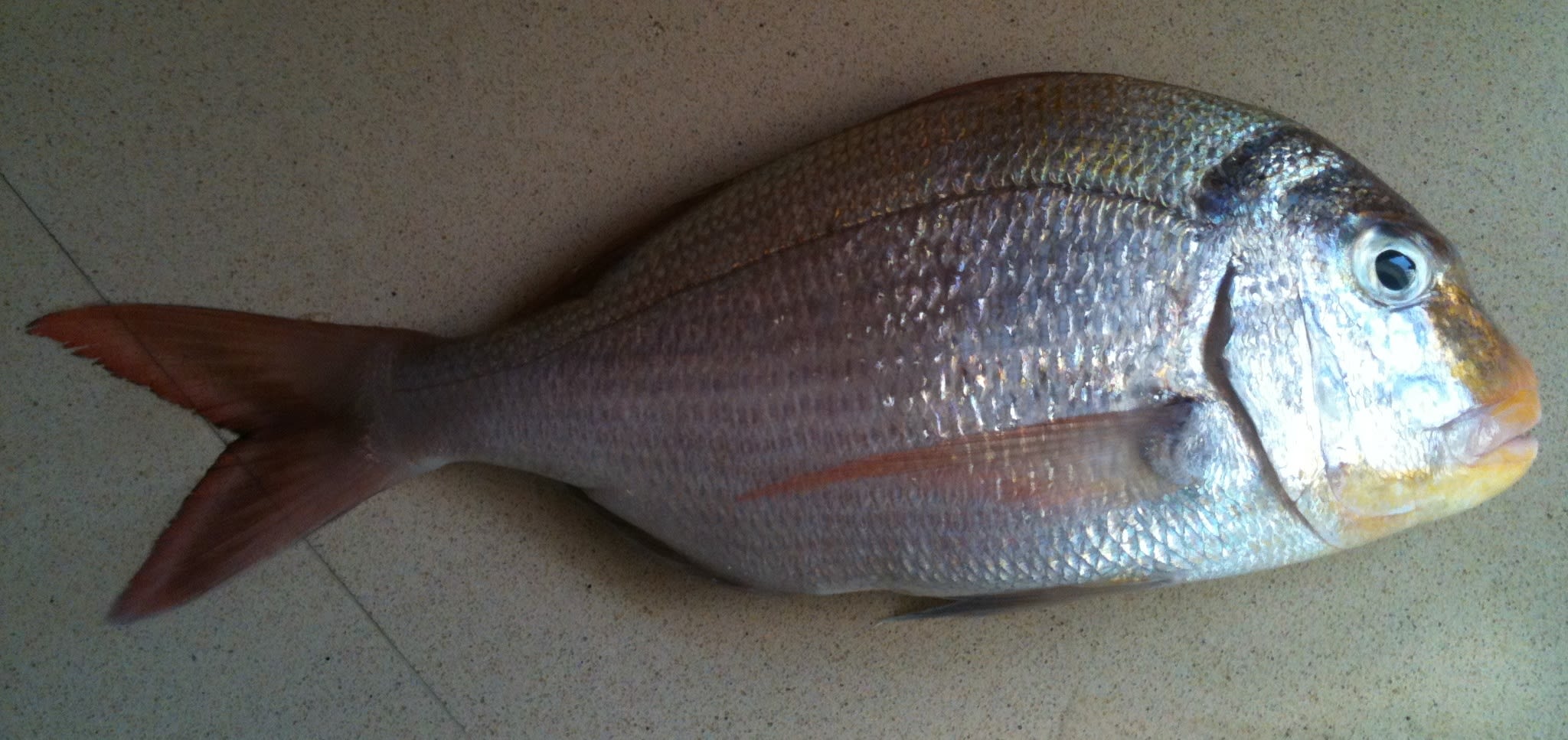 Bluespotted seabream