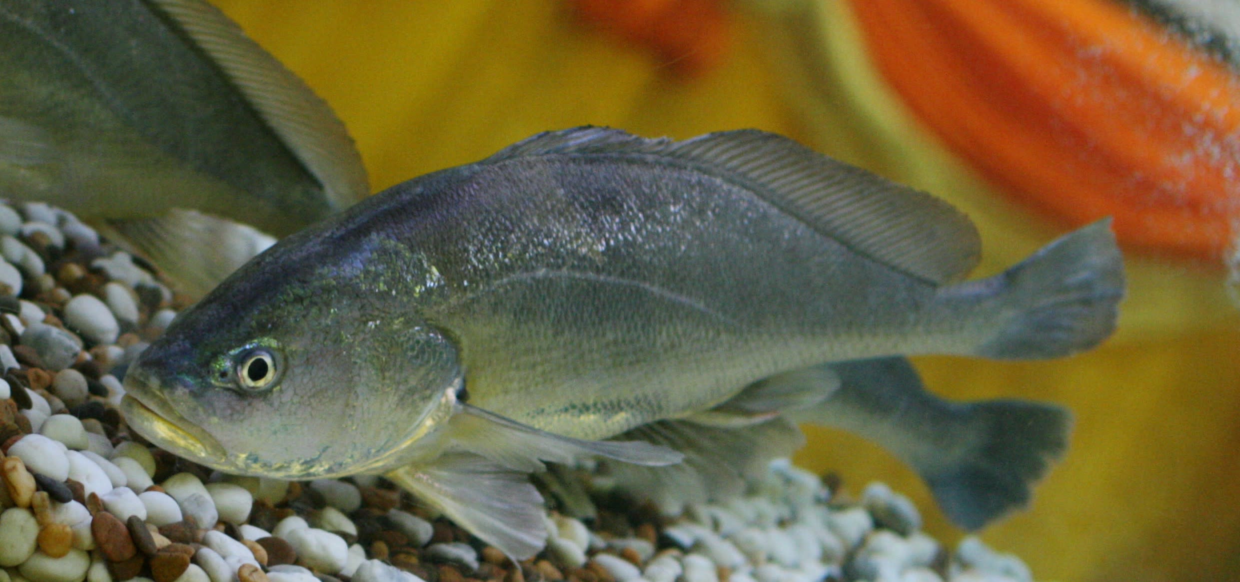 Boeseman croaker