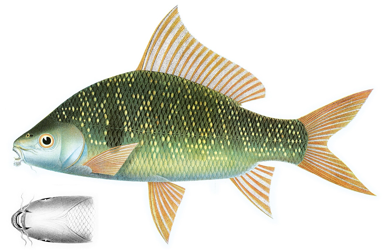 Bony-lipped barb