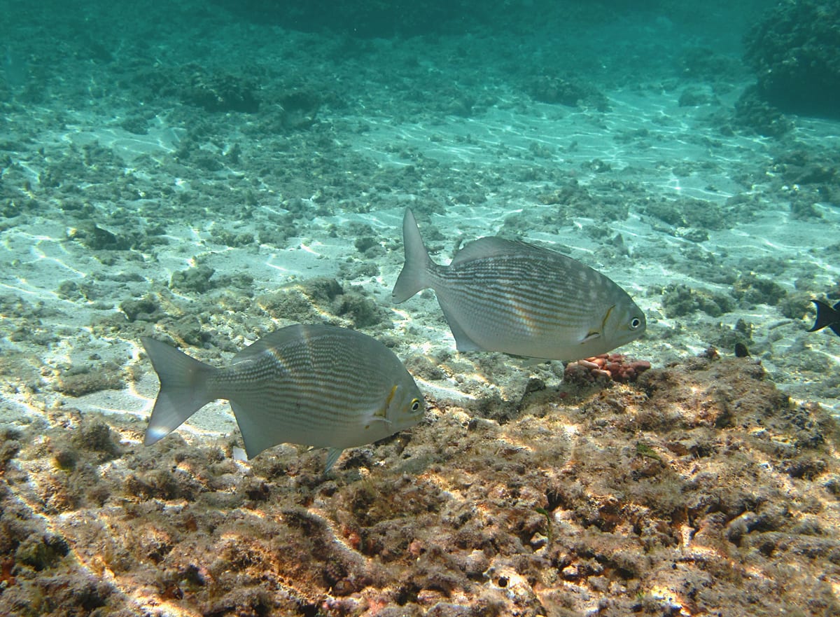 Blue sea chub