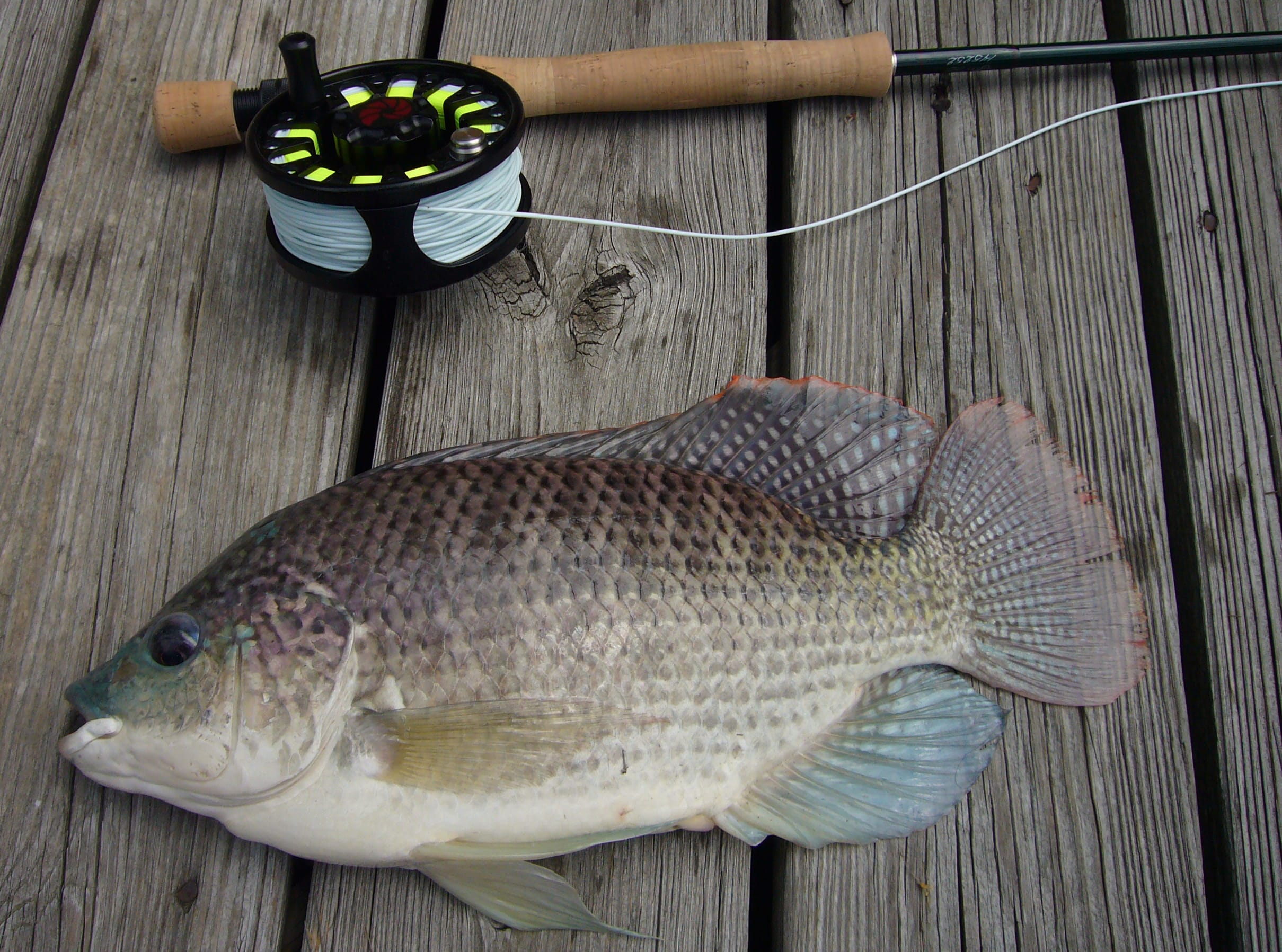 Blue tilapia