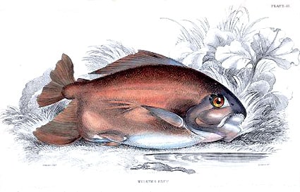 Borracha pacu