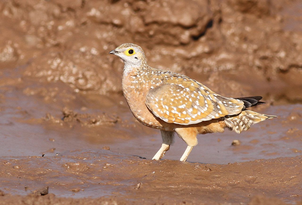 Burchell's sandgrouse