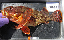 California scorpionfish