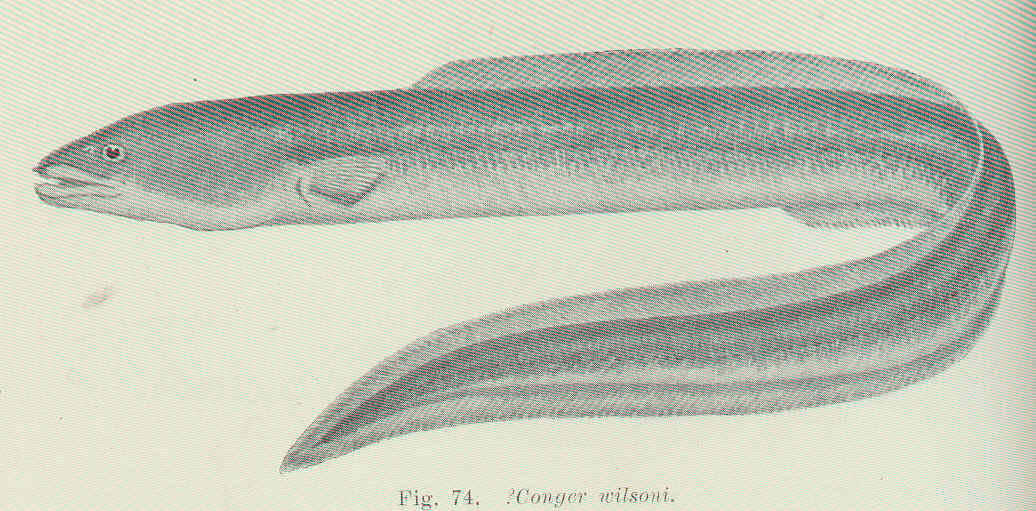 Cape conger