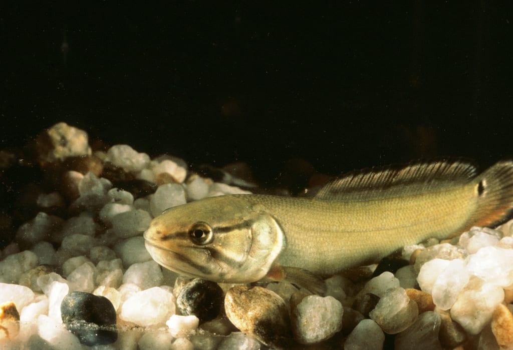 Bowfin