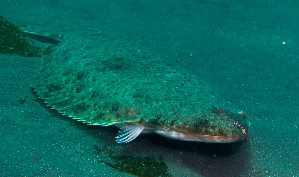 California halibut