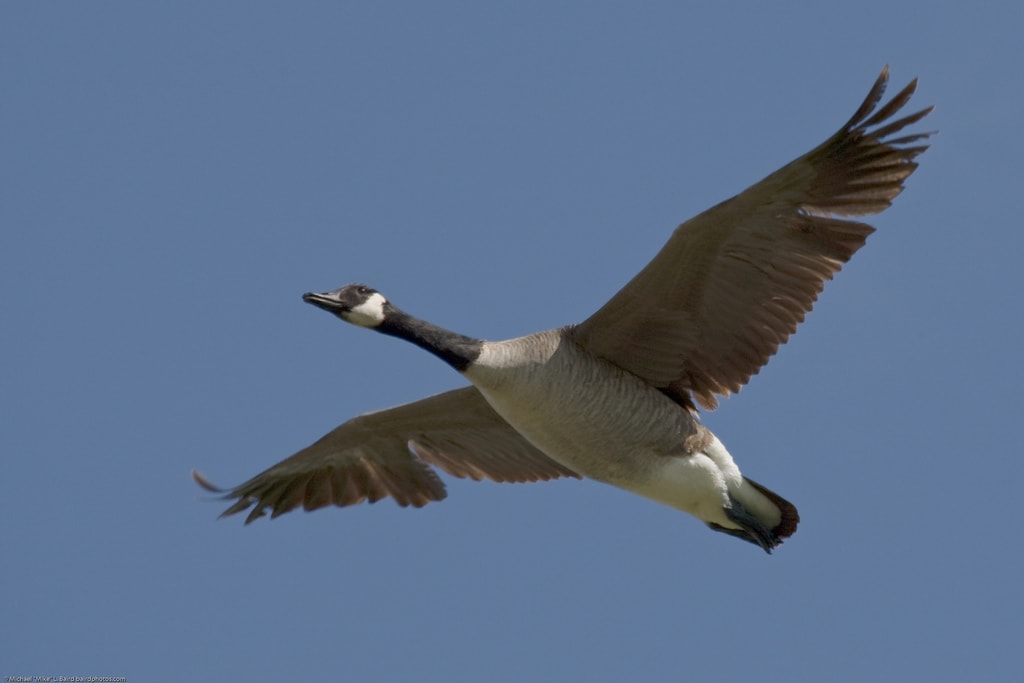 Canada goose