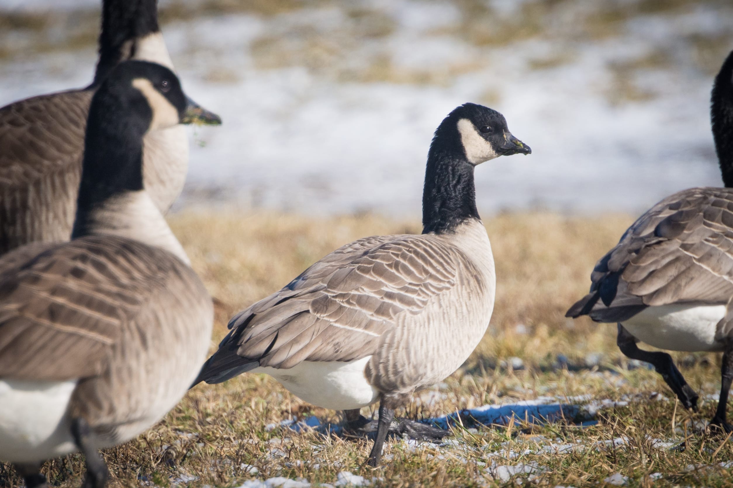 Cackling goose