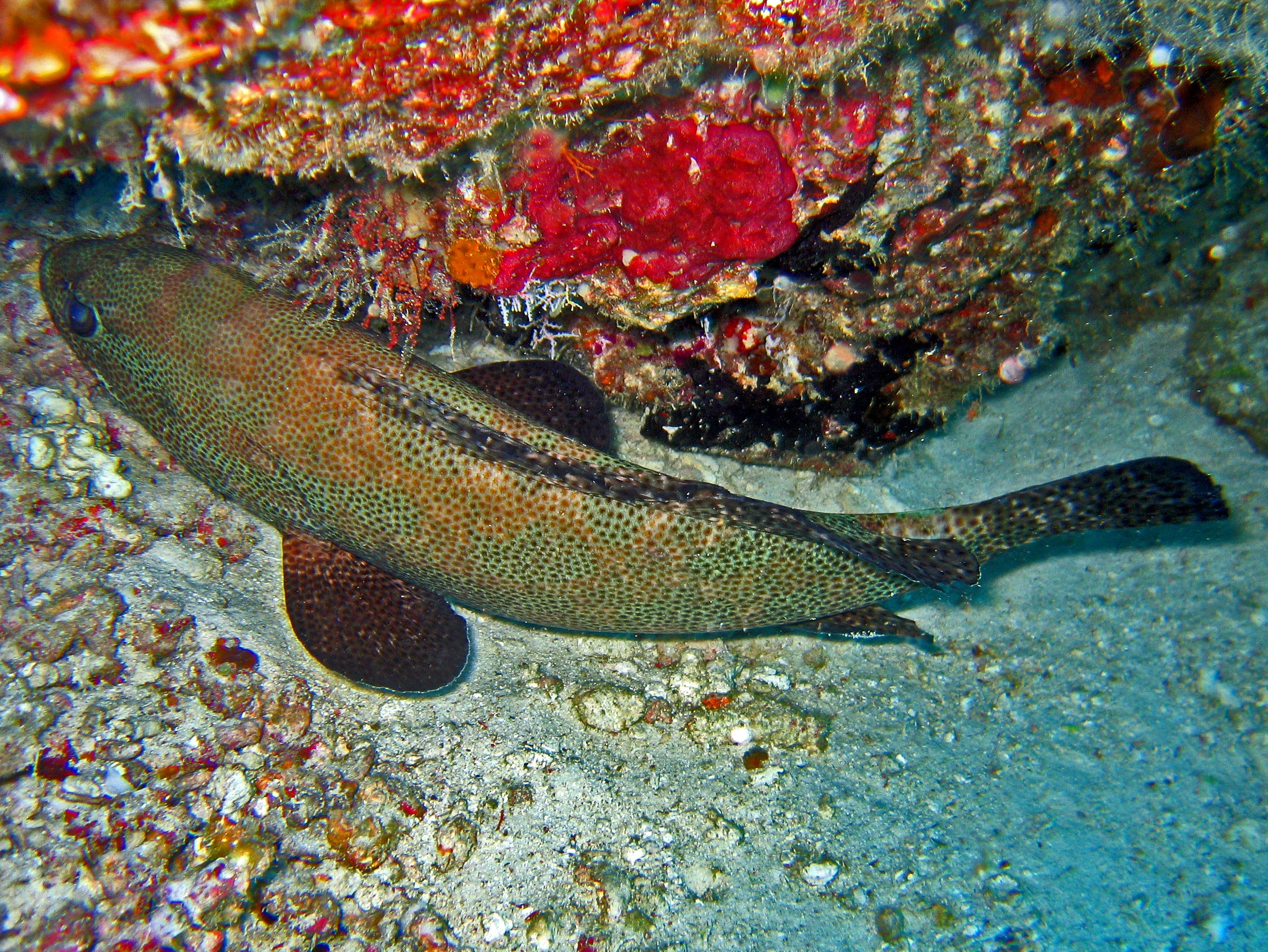 Brownspotted grouper
