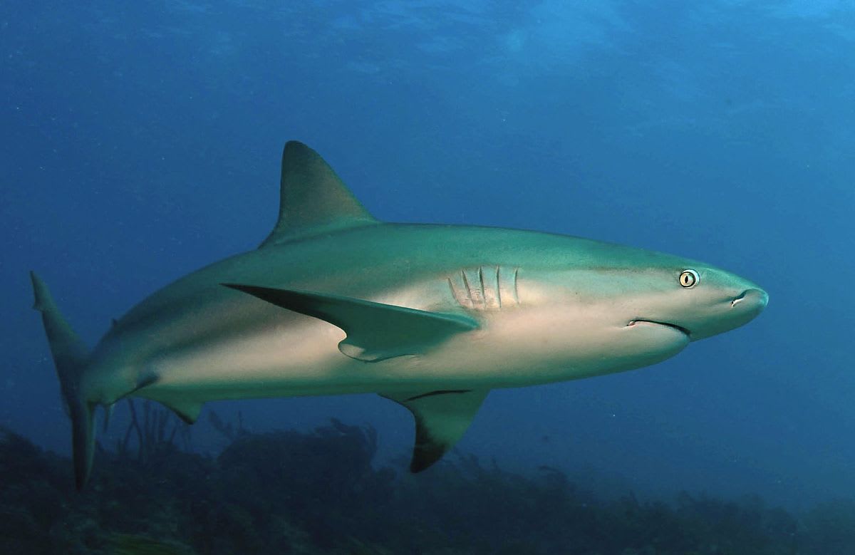 Caribbean reef shark