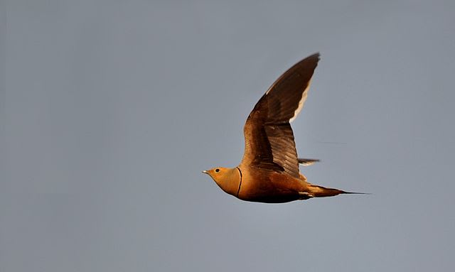 Chestnut-bellied sandgrouse