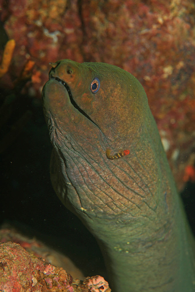 Chestnut moray
