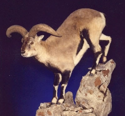 Chinese blue sheep