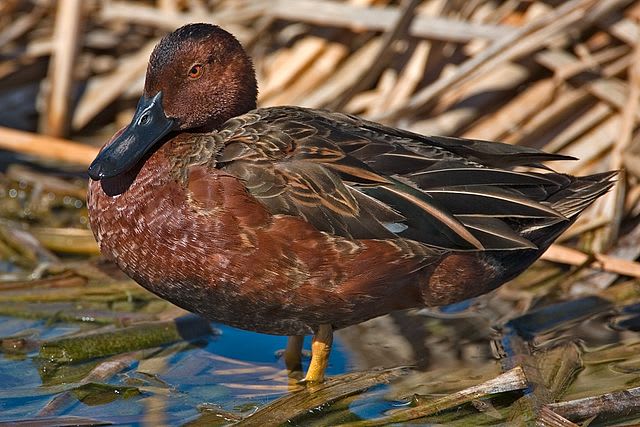 Cinnamon teal duck