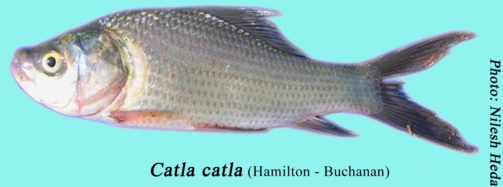 Catla